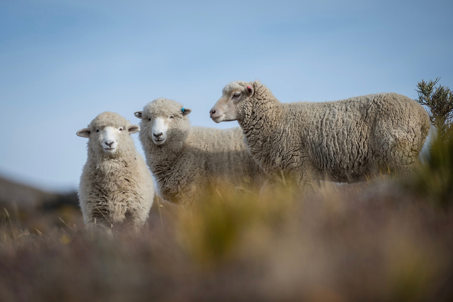 Drei Schafe stehen auf einem grasbewachsenen Hügel unter einem klaren blauen Himmel. Zwei Schafe blicken nach vorne, während eines nach rechts blickt. Der Vordergrund ist mit Andeutungen von Vegetation verschwommen und vermittelt eine ruhige ländliche Atmosphäre.